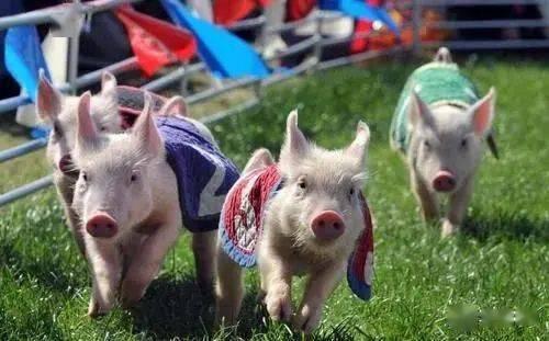 娱乐吃瓜猪衢州 第3张 娱乐吃瓜猪衢州 第3张